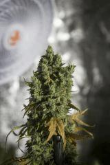 Vanilla Kush Flo+68