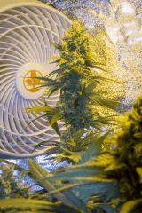 Vanilla Kush FLO+46
