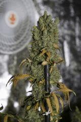 Vanilla Kush FLO+75