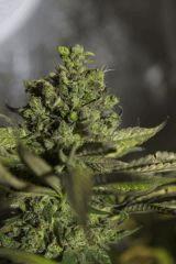 Kush n' Cheese FLO+68