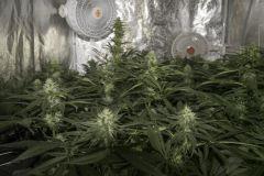 Kush n' Cheese FLO+32