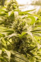 Kush n' Cheese FLO+55