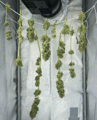 Pre-cut Chicle FLO+53