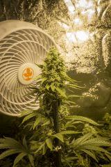 VanillaKush Flo+50