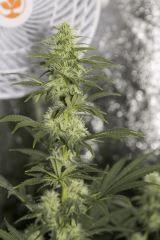 Vanilla Kush FLO+32