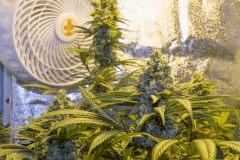Kush n' Cheese FLO+46