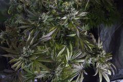 Kush n' Cheese FLO+68