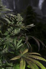 Kush n' cheese FLO+68