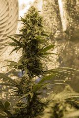 FLO+41 Vanilla Kush