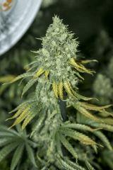 Vanilla kush Flo+59