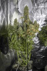 Vanilla Kush FLO+75