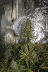 Vanilla Kush FLO+64