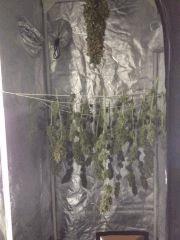 VANILLA KUSH + MONEY MAKER