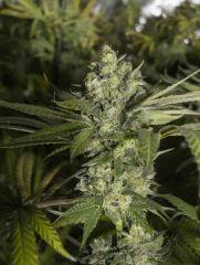 Kush n' Cheese FLO+64