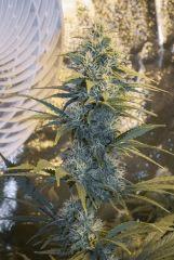 Vanilla Kush Flo+37