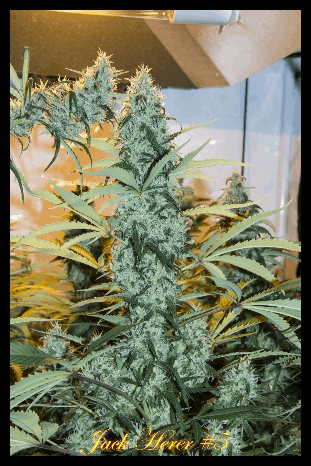 Sensi Seeds
