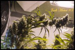 Jack Herer #3 2017 Regular de Sensi Seeds
