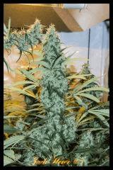 Jack Herer #5 2017 Regular de Sensi Seeds