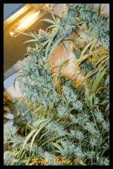 Jack Herer #3 2017 Regular de Sensi Seeds