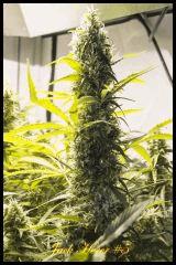 Jack Herer #5 2017 Regular de Sensi Seeds