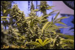 Jack Herer #2 2017 Regular de Sensi Seeds