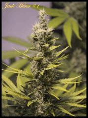 Jack Herer #1 2017 Regular de Sensi Seeds