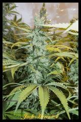 Jack Herer #4 2017 Regular de Sensi Seeds