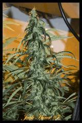 Jack Herer #7 2017 Regular de Sensi Seeds