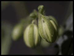 Jack Herer mâle #1 Sensi seeds 2017 (44 12/12)