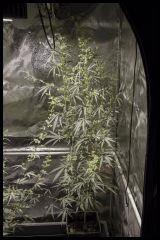 Jack Herer mâle #1 Sensi seeds 2017 (44 12/12)