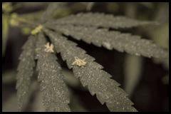 Jack Herer mâle #1 Sensi seeds 2017 (44 12/12)