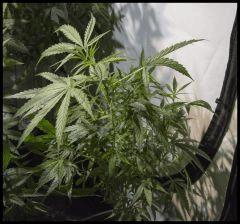 Jack Herer mâle #1 Sensi seeds 2017 Veg