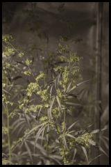 Jack Herer mâle #1 Sensi seeds 2017 (44 12/12)