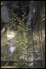 Jack Herer mâle #1 Sensi seeds 2017 (44 12/12)