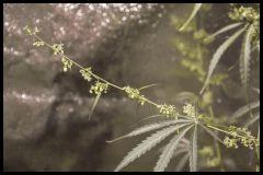 Jack Herer mâle #1 Sensi seeds 2017 (44 12/12)