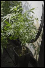 Jack Herer mâle #1 Sensi seeds 2017 Veg