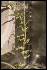 Jack Herer mâle #2 Sensi seeds 2017 (44 12/12)