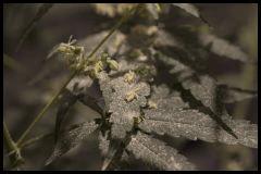 Jack Herer mâle #2 Sensi seeds 2017 (44 12/12)