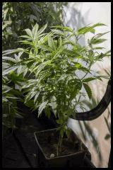 Jack Herer mâle #2 Sensi seeds 2017 Veg