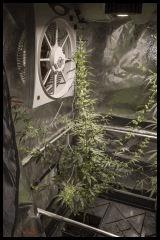Jack Herer mâle #2 Sensi seeds 2017 (44 12/12)