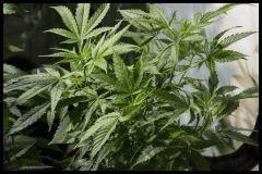 Jack Herer mâle #2 Sensi seeds 2017 Veg