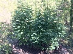 Culture outdoor OG Kush