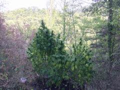 IMG 6806
