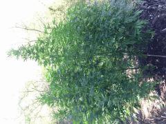 IMG 6471