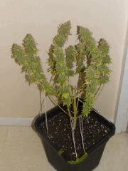 DSCF6814