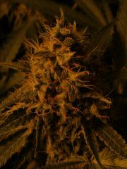 DSCF6080