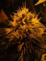 DSCF6216