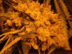 DSCF6202
