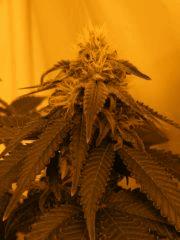 DSCF6102