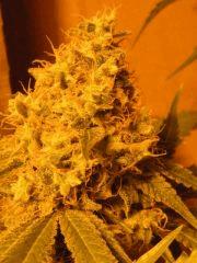 DSCF6203
